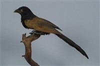 藏品(番鵑)的圖片